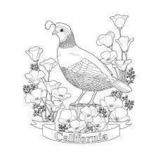 Ohio adopted its official state flower, the red carnation, in 1904. California State Bird And Flower Coloring Page Digital Art By Crista Forest