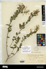 Image result for Dipcadi brevifolium