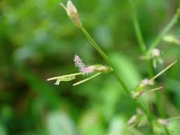 Image result for Oplismenus compositus