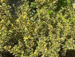 Image result for Buxus acutata
