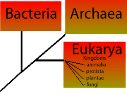 Biology Classification Domains