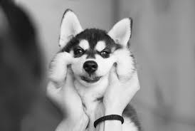 Check spelling or type a new query. Black And White Dog And Funny Image 2027248 On Favim Com