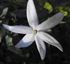 Image result for Jasminum stenolobum