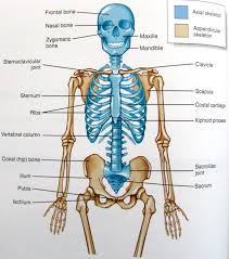 The vast difference in height and limb length between birth and adulthood are mainly the result of endochondral ossification in the. Diagram Foot Region Anatomy Diagram Full Version Hd Quality Anatomy Diagram Bpmndiagrams Ladolcevalle It