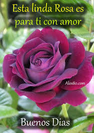 Frases Bonitas Con Rosas Lindas Flores Bonitas Mejores Flores Rosas Bonitas