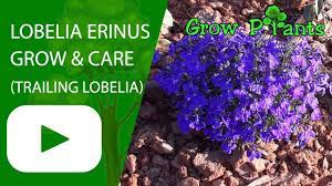 Plants Lobelia Sowing Care And Cutting 2021