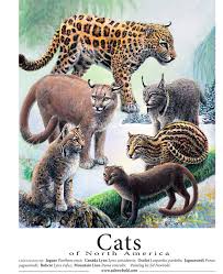 Cougars are native, but are not usually considered big cats (rather, they are the mexico and central america are part of the north american continent. Ed Newbold Shop