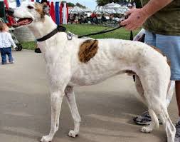 20 Things Only Greyhound Owners Would Understand Greyhound Pictures Hound Dog Breeds Grey Hound Dog