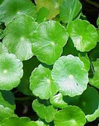 Image result for Centema