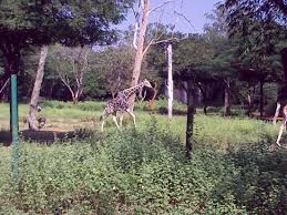 Vandalur Zoo Review Of Arignar Anna Zoological Park Chennai Madras India Tripadvisor