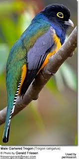 White Birds With Yellow Feathers On Head Gartered Trogon Trogon Caligatus Bird Species Pet Birds Horse Pictures