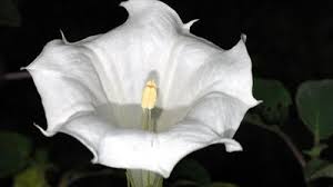 Image result for Solanaceae