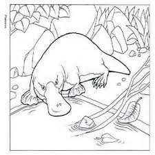 Duckbill Platypus Color Pages Super Coloring Pages Animal Coloring Pages Coloring Pages