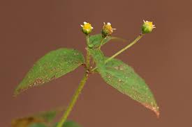 Image result for Galinsoga parviflora