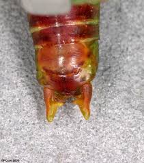 Image result for Erythrocephalum