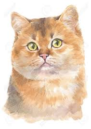Diy pet portrait fun kit. Water Colour Painting Of Scottish Shorthair Cat Stock Photo Picture And Royalty Free Image Image 134942217