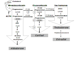 Congenital Adrenal Hyperplasia Most Commonly Due To 21