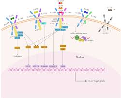 Frontiers | Contribution of Interleukin-17A to Retinal Degenerative Diseases