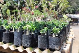 Semua kategori benih buah benih bunga benih cabe benih rumput benih sayuran blog perlengkapan berkebun insektisida / pestisida produk lainnya pupuk tanaman bibit yang kami jual garansi seumur hidup untuk keaslian varietas dan garansi kondisi bibit baik 14 hari sejak diterima. Bibit Bunga Hias Yang Miliki Prospek Bisnis Menjanjikan Pertanianku