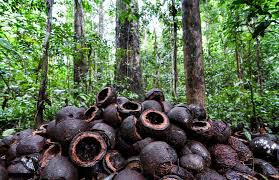 Her last known public appearance was in october 2018, when she defended her doctorate at a university in st petersburg. Brazil Nut Market October 2018