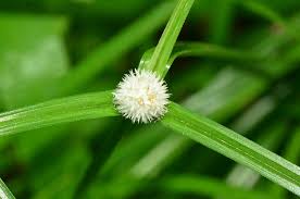 Image result for Kyllinga