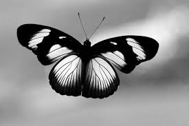 Black And White Striped Butterfly With Long Tail Butterfly In Black And White Butterfly Black And White Black And White Gif Black And White Stickers