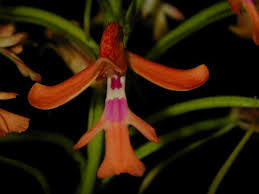 Image result for Cynorkis buchananii