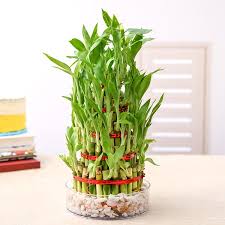 Check spelling or type a new query. Does Lucky Bamboo Improve Your Quality Of Life Divinity World