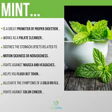 Maybe you would like to learn more about one of these? Top Health Benefits Of Mint Mint Benefits Health Mint Benefits Rosemary Health Benefits
