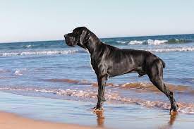 The great dane descends from hunting dogs known from the middle ages and is one of. How Much Does A Great Dane Cost The Complete Buyer S Guide Perfect Dog Breeds