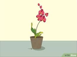 And that, my friend, is the secret to good, solid orchid care. How To Care For Orchids 14 Steps With Pictures Wikihow