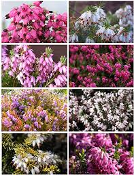 We did not find results for: 8 Plant Pack Winter Heather Variety Low Growing Ground Cover Flowering Garden Shrub Amazon Co Uk Garden Outdoors