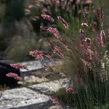 Image result for Melinis tenuissima