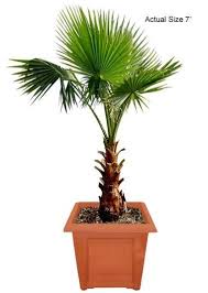 Mexican Fan Palm Mexican Fan Palm Palm Tree Flowers Fan Palm