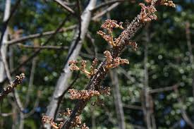 Image result for Obetia