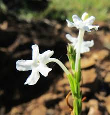 Image result for Chascanum schlechteri