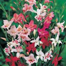 Make money when you sell · fill your cart with color · huge savings Hardy Gladiolus Mix Direct Gardening