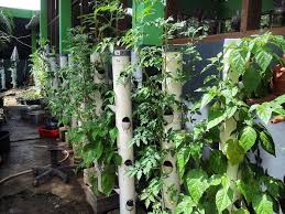 Dengan menanam sayuran di rumah kalian, kalian tidak perlu lagi menghabiskan banyak uang untuk membeli sayuran. Manfaatkan Lahan Kosong Di Rumah Dengan Menanam Sayuran Vertikultur Semua Halaman Idea