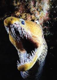 Moray eels, or muraenidae (/ˈmɒreɪ, məˈreɪ/), are a family of eels whose members are found worldwide. This Moray Eel Natureismetal