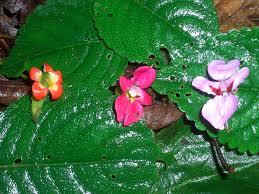 Image result for Impatiens gesneroidea
