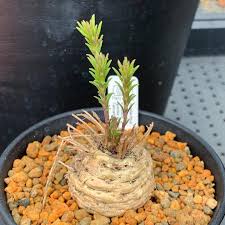 Image result for Aeollanthus subacaulis