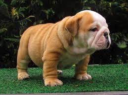 #120609 english bulldog puppes for salebreath taking english bulldog puppies, just so adorable. Sam Akc English Bulldog Puppies For Sale In Richmond Virginia In 2020 English Bulldog Puppies Bulldog Puppies For Sale Bulldog