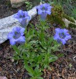 Image result for Swertia pleurogynoides