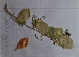 Image result for Pterocarpus lucens