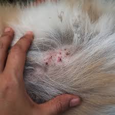 Image result for Feline Miliary Dermatitis