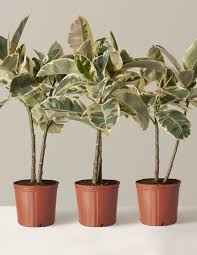 Image result for Ficus tesselata