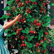 The fruit is a red. Climbing Strawberry Seeds Jack Seeds