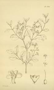 Image result for Premna mooiensis