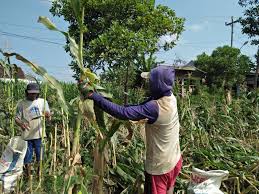 Gambar alam pedesaan berupa aliran deras air terjun mampu memanjakan setiap mata yang memandangnya. Panen Kali Ini Petani Jagung Di Bireun Bisa Tersenyum Lebar