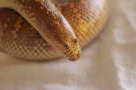 Its eyes are very small and located. ð–¤ Lars ð–¤ Auf Twitter I Say This With Nothing But Love In My Heart But The Arabian Sand Boa Is The Dumbest Fucking Animal Ive Ever Seen